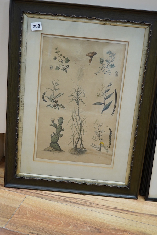 Five 18th / 19th century botanical lithographs and etchings, largest 39 x 24cm